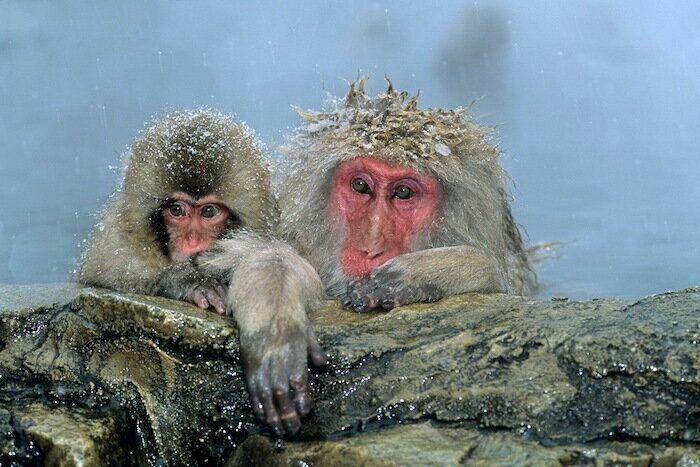 Un grupo de cazadores hiere a un oso pardo durante una cacería de jabalíes en Cantabria