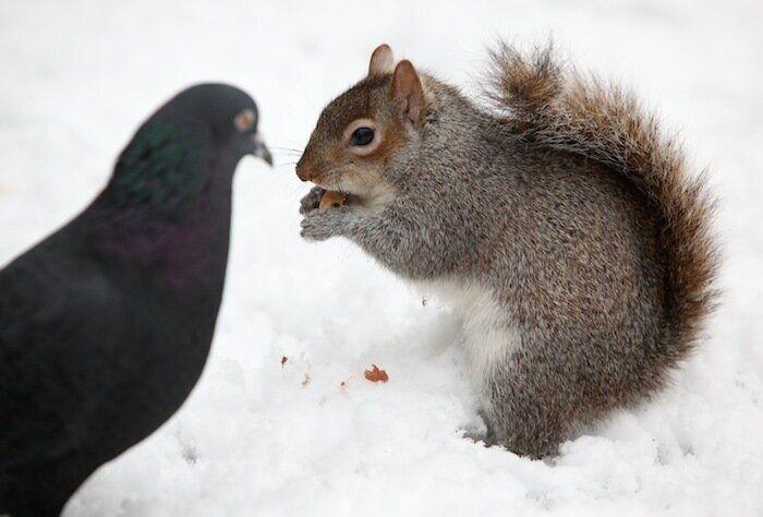 Un grupo de cazadores hiere a un oso pardo durante una cacería de jabalíes en Cantabria