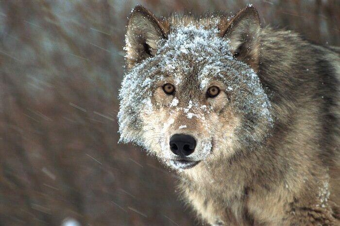 Un grupo de cazadores hiere a un oso pardo durante una cacería de jabalíes en Cantabria