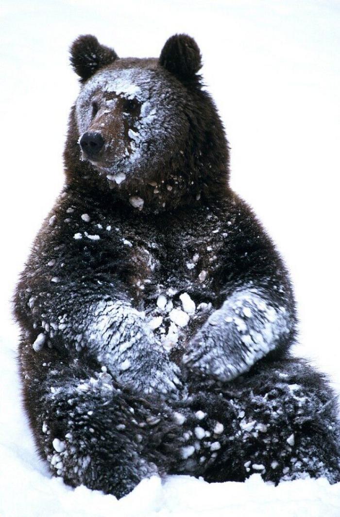 Un grupo de cazadores hiere a un oso pardo durante una cacería de jabalíes en Cantabria