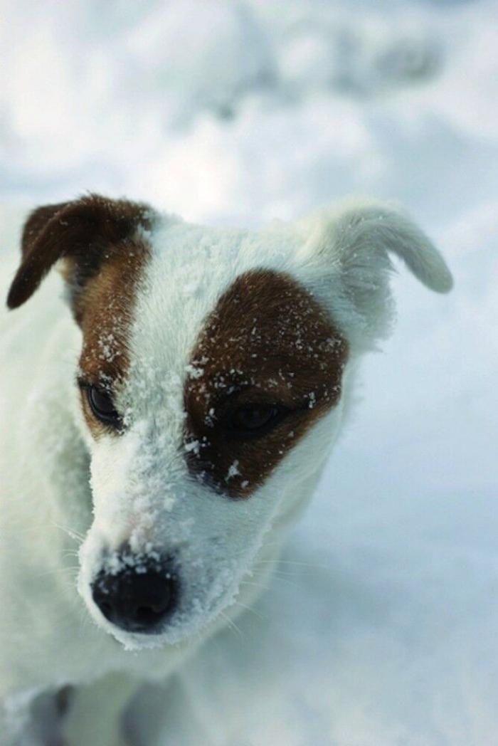 Un grupo de cazadores hiere a un oso pardo durante una cacería de jabalíes en Cantabria