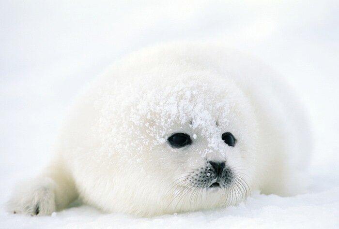 Un grupo de cazadores hiere a un oso pardo durante una cacería de jabalíes en Cantabria