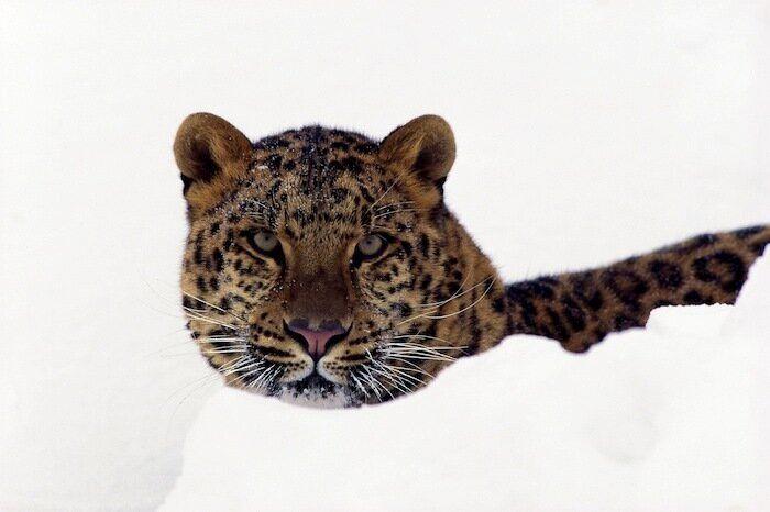 Un grupo de cazadores hiere a un oso pardo durante una cacería de jabalíes en Cantabria