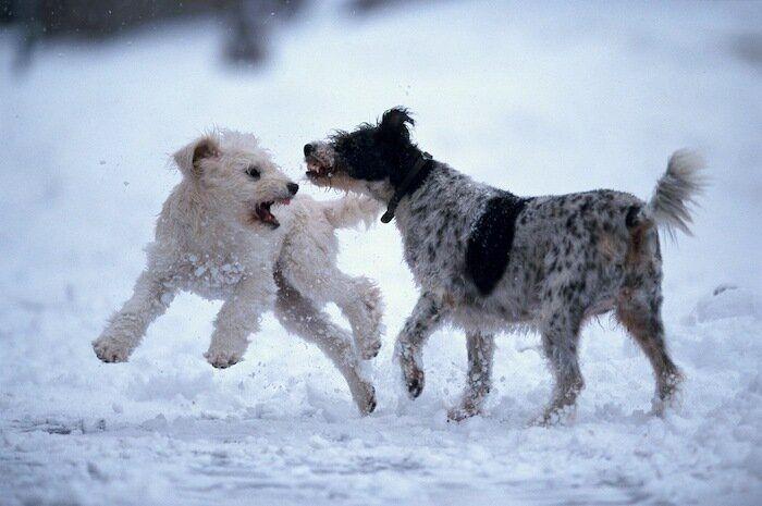 Un grupo de cazadores hiere a un oso pardo durante una cacería de jabalíes en Cantabria