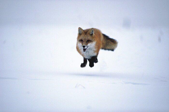 Un grupo de cazadores hiere a un oso pardo durante una cacería de jabalíes en Cantabria