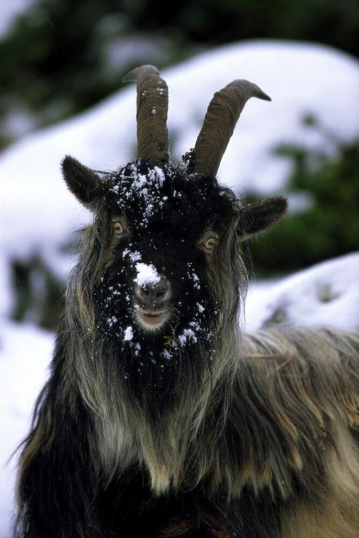 Un grupo de cazadores hiere a un oso pardo durante una cacería de jabalíes en Cantabria