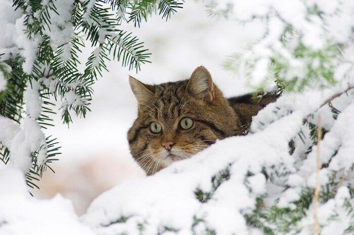 Un grupo de cazadores hiere a un oso pardo durante una cacería de jabalíes en Cantabria