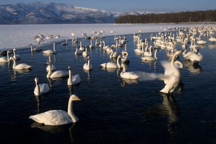 Un grupo de cazadores hiere a un oso pardo durante una cacería de jabalíes en Cantabria