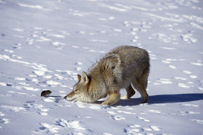 Un grupo de cazadores hiere a un oso pardo durante una cacería de jabalíes en Cantabria