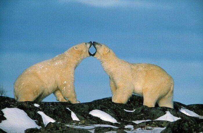 Un grupo de cazadores hiere a un oso pardo durante una cacería de jabalíes en Cantabria