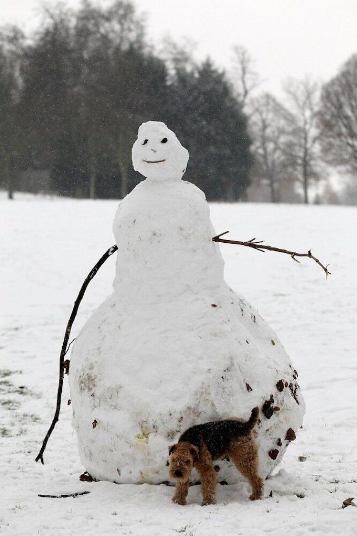 Un grupo de cazadores hiere a un oso pardo durante una cacería de jabalíes en Cantabria