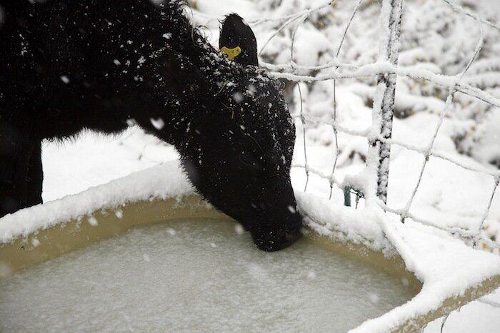 Un grupo de cazadores hiere a un oso pardo durante una cacería de jabalíes en Cantabria