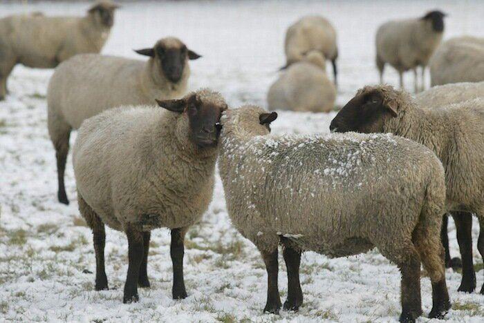 Un grupo de cazadores hiere a un oso pardo durante una cacería de jabalíes en Cantabria