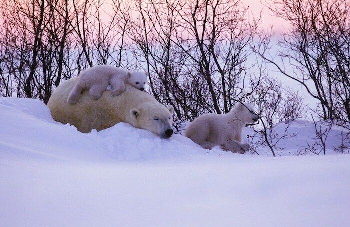 Un grupo de cazadores hiere a un oso pardo durante una cacería de jabalíes en Cantabria