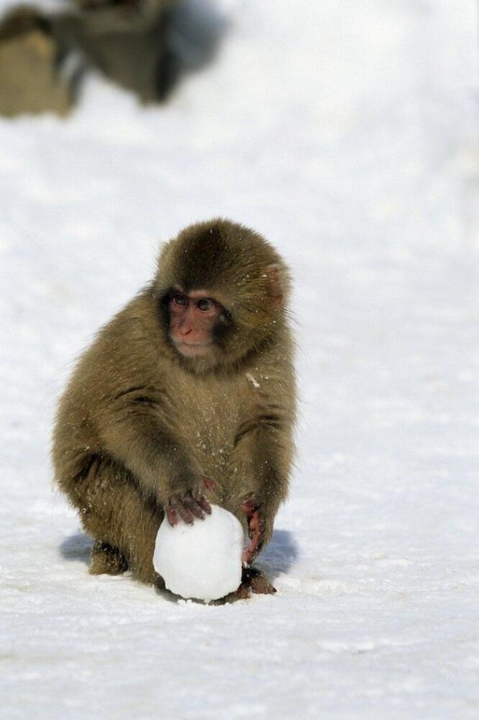 Un grupo de cazadores hiere a un oso pardo durante una cacería de jabalíes en Cantabria