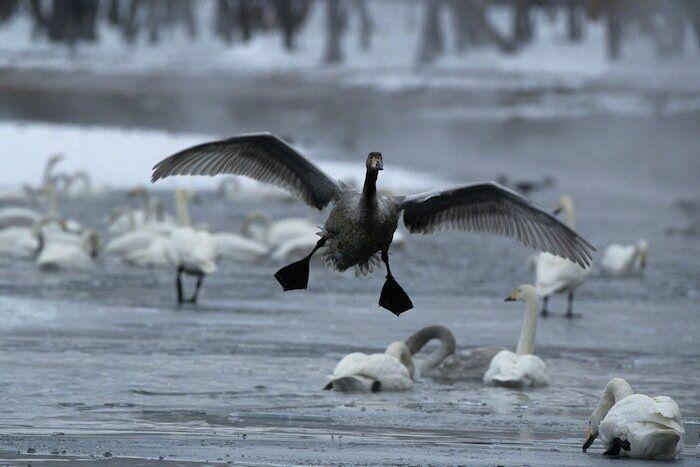 Un grupo de cazadores hiere a un oso pardo durante una cacería de jabalíes en Cantabria