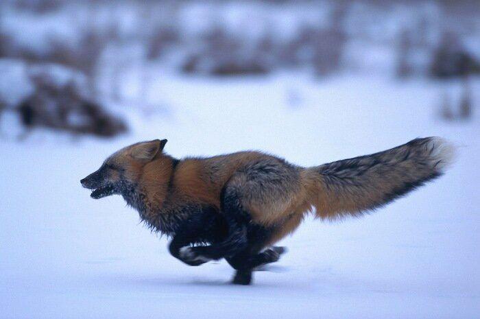 Un grupo de cazadores hiere a un oso pardo durante una cacería de jabalíes en Cantabria