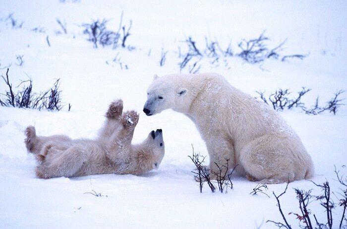 Un grupo de cazadores hiere a un oso pardo durante una cacería de jabalíes en Cantabria