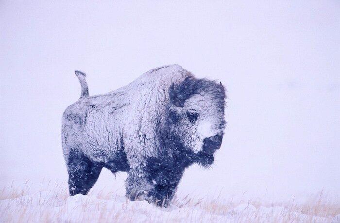 Un grupo de cazadores hiere a un oso pardo durante una cacería de jabalíes en Cantabria