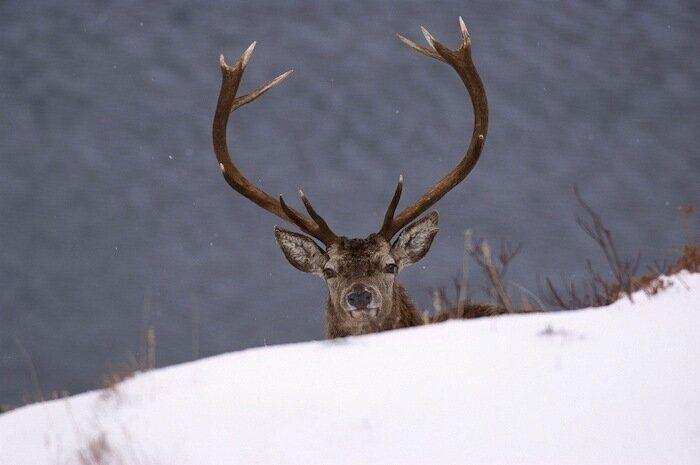 Un grupo de cazadores hiere a un oso pardo durante una cacería de jabalíes en Cantabria
