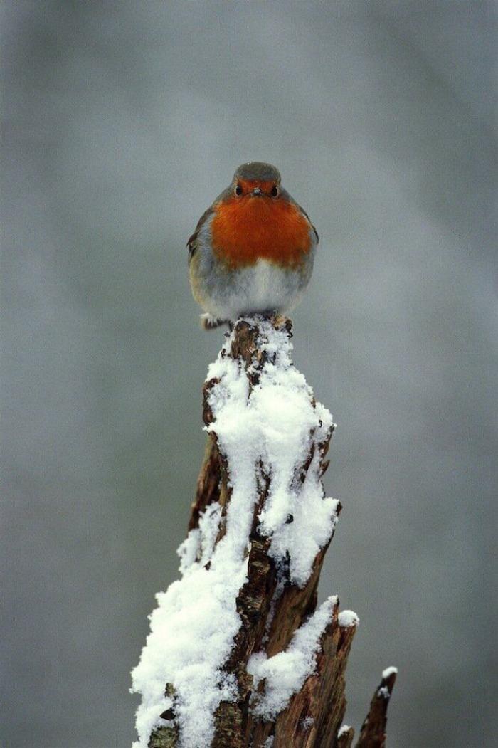 Un grupo de cazadores hiere a un oso pardo durante una cacería de jabalíes en Cantabria
