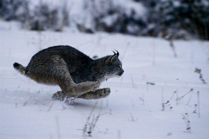 Un grupo de cazadores hiere a un oso pardo durante una cacería de jabalíes en Cantabria