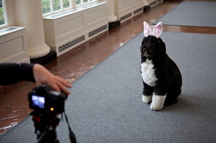 Muere Bo, el perro de los Obama