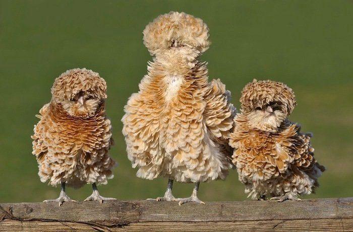 El tierno beso de despedida de una jirafa a su cuidador enfermo de cáncer (VÍDEO, FOTO)