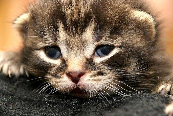 El tierno beso de despedida de una jirafa a su cuidador enfermo de cáncer (VÍDEO, FOTO)