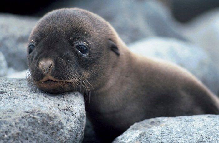 El tierno beso de despedida de una jirafa a su cuidador enfermo de cáncer (VÍDEO, FOTO)