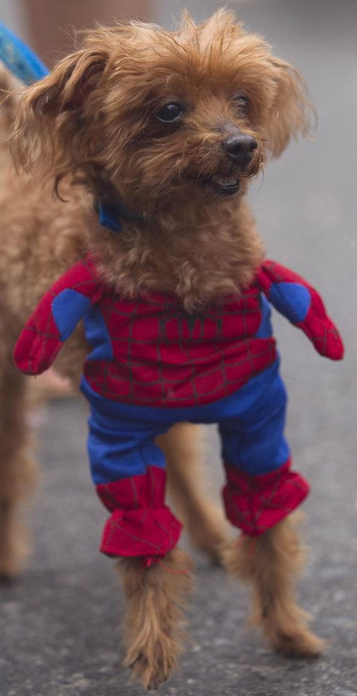 El tierno beso de despedida de una jirafa a su cuidador enfermo de cáncer (VÍDEO, FOTO)