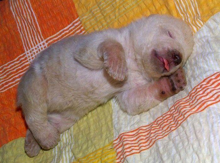 El tierno beso de despedida de una jirafa a su cuidador enfermo de cáncer (VÍDEO, FOTO)