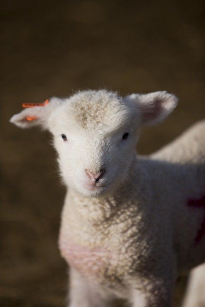 El tierno beso de despedida de una jirafa a su cuidador enfermo de cáncer (VÍDEO, FOTO)