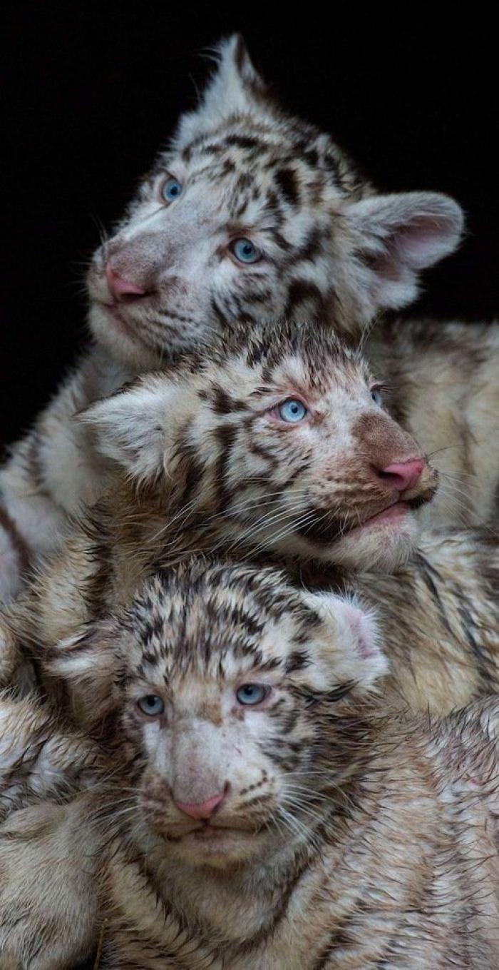 El tierno beso de despedida de una jirafa a su cuidador enfermo de cáncer (VÍDEO, FOTO)