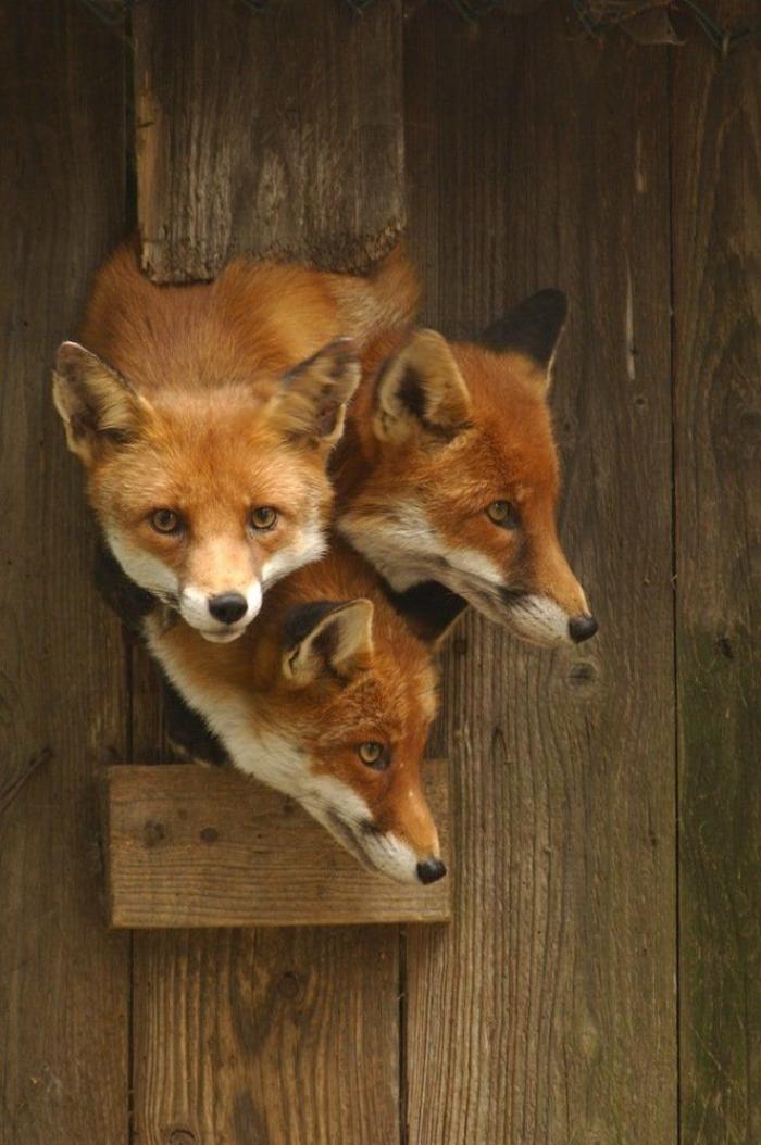El tierno beso de despedida de una jirafa a su cuidador enfermo de cáncer (VÍDEO, FOTO)