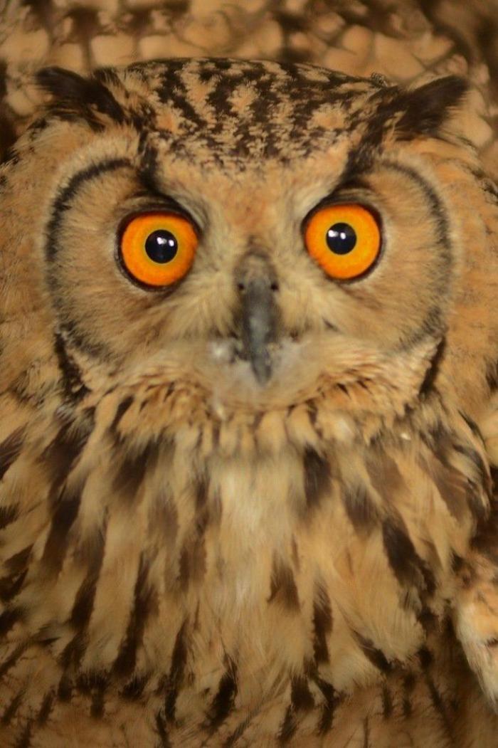 El tierno beso de despedida de una jirafa a su cuidador enfermo de cáncer (VÍDEO, FOTO)