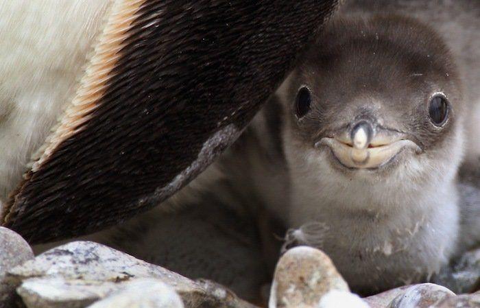 El tierno beso de despedida de una jirafa a su cuidador enfermo de cáncer (VÍDEO, FOTO)