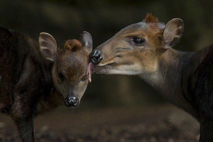 El tierno beso de despedida de una jirafa a su cuidador enfermo de cáncer (VÍDEO, FOTO)