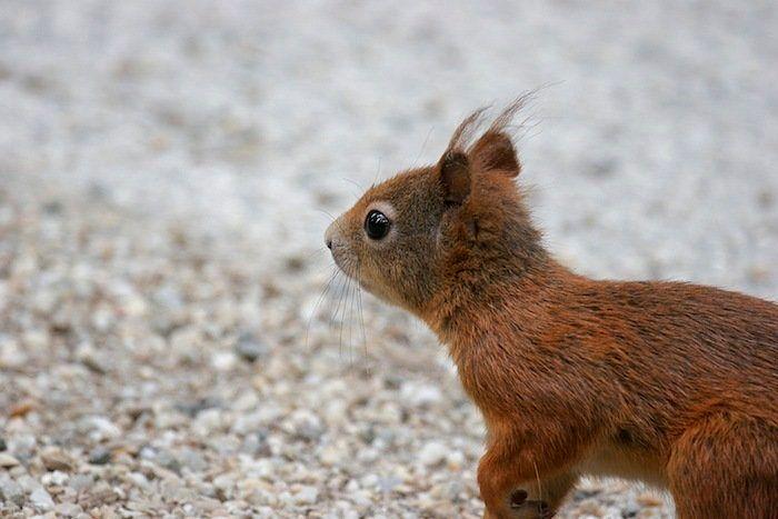 El tierno beso de despedida de una jirafa a su cuidador enfermo de cáncer (VÍDEO, FOTO)