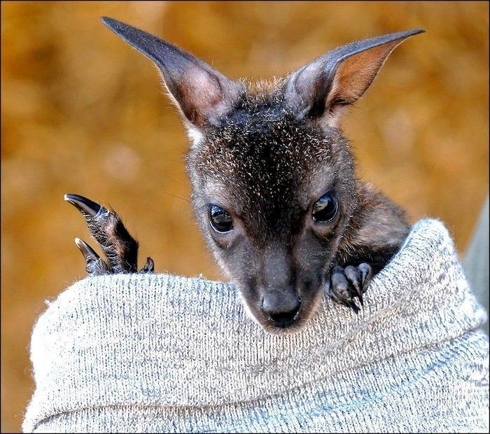El tierno beso de despedida de una jirafa a su cuidador enfermo de cáncer (VÍDEO, FOTO)