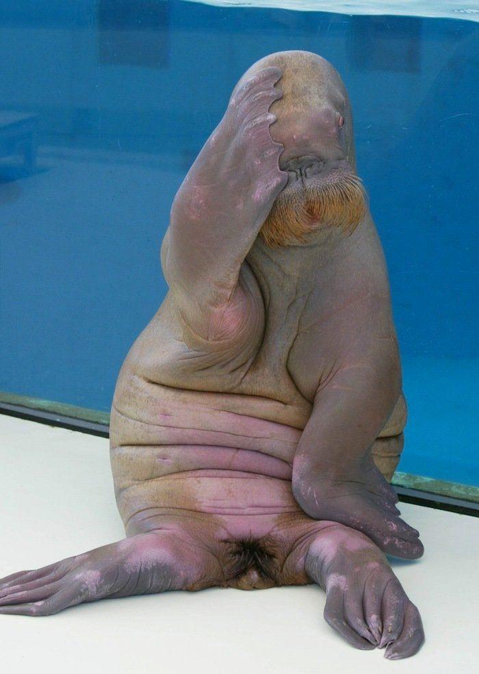 El tierno beso de despedida de una jirafa a su cuidador enfermo de cáncer (VÍDEO, FOTO)