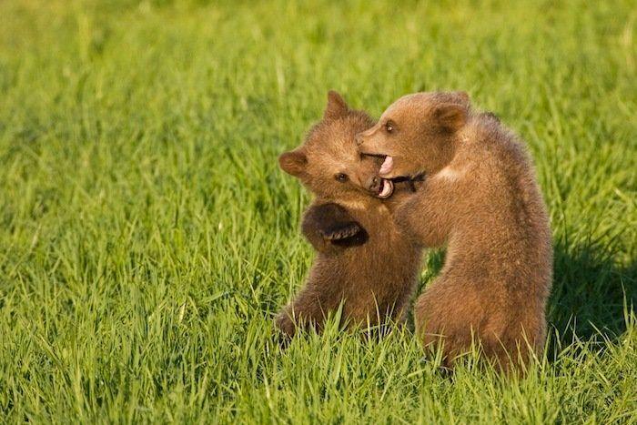 El tierno beso de despedida de una jirafa a su cuidador enfermo de cáncer (VÍDEO, FOTO)