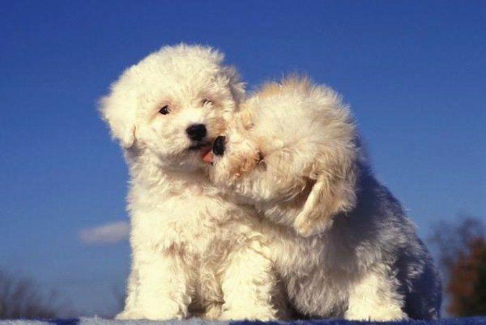 El tierno beso de despedida de una jirafa a su cuidador enfermo de cáncer (VÍDEO, FOTO)