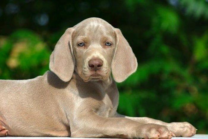 El tierno beso de despedida de una jirafa a su cuidador enfermo de cáncer (VÍDEO, FOTO)