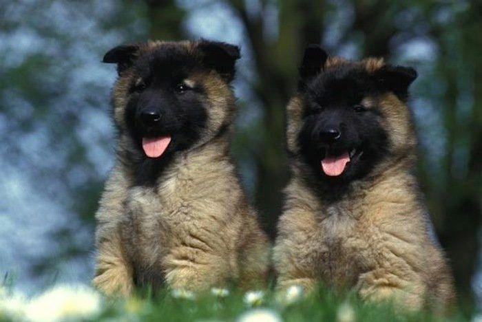 El tierno beso de despedida de una jirafa a su cuidador enfermo de cáncer (VÍDEO, FOTO)