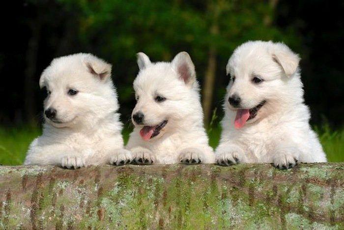 El tierno beso de despedida de una jirafa a su cuidador enfermo de cáncer (VÍDEO, FOTO)