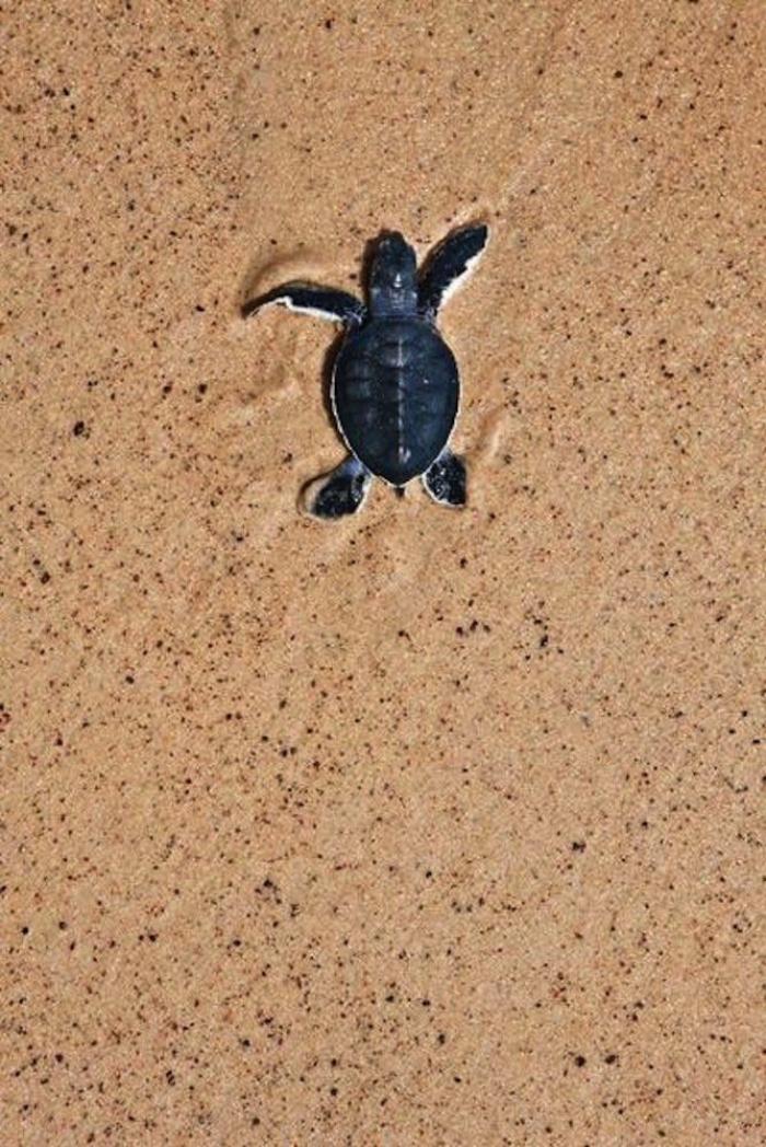 El tierno beso de despedida de una jirafa a su cuidador enfermo de cáncer (VÍDEO, FOTO)