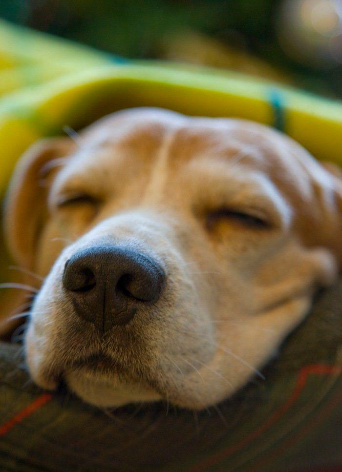 El tierno beso de despedida de una jirafa a su cuidador enfermo de cáncer (VÍDEO, FOTO)