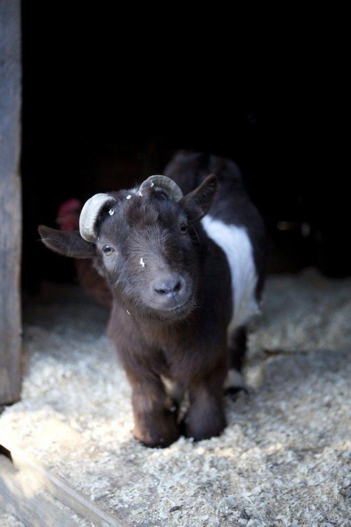El tierno beso de despedida de una jirafa a su cuidador enfermo de cáncer (VÍDEO, FOTO)