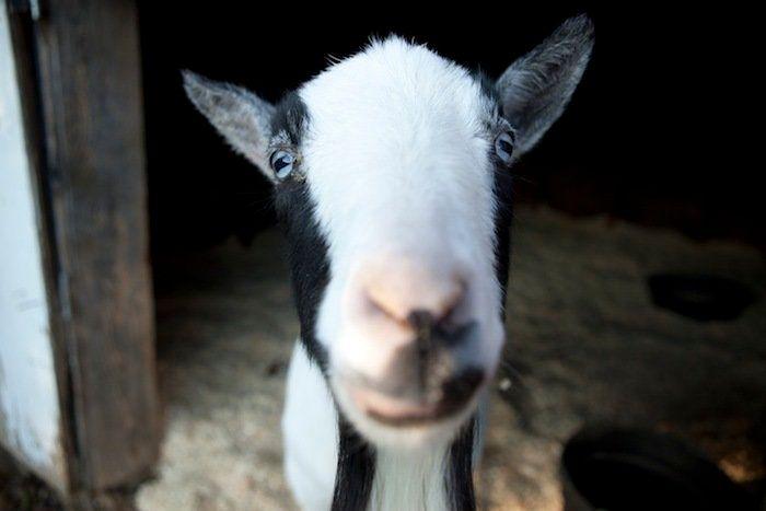 El tierno beso de despedida de una jirafa a su cuidador enfermo de cáncer (VÍDEO, FOTO)